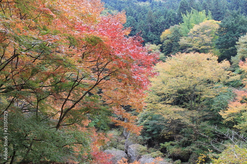 Autumn color