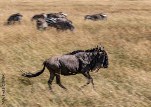Wildebeest  Connochaetes taurinus  also known as a Gnu running in the tall grass of the savannah of the Masai Mara  Kenya  with zebra in the blurred background
