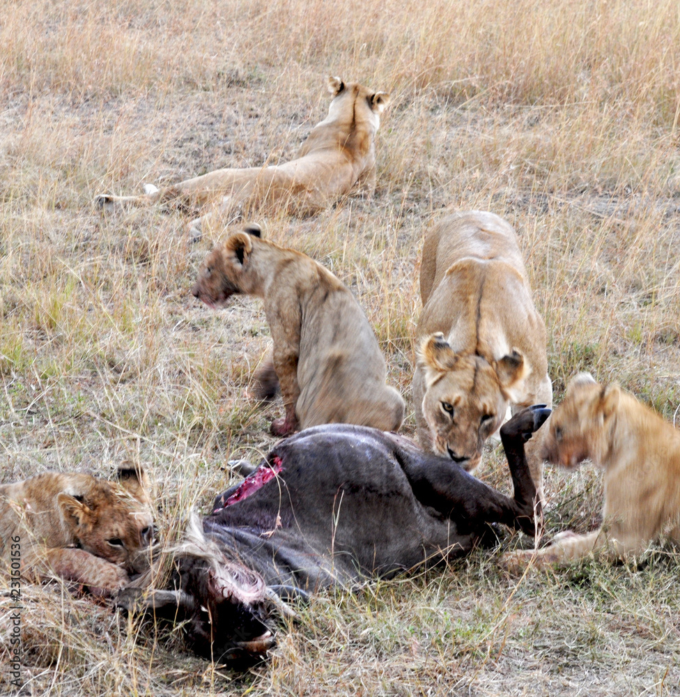 lions eating their capture lions eating their capture