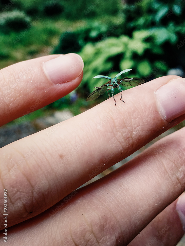 Closeup of a tiny little green bug sitting on a human finger. 