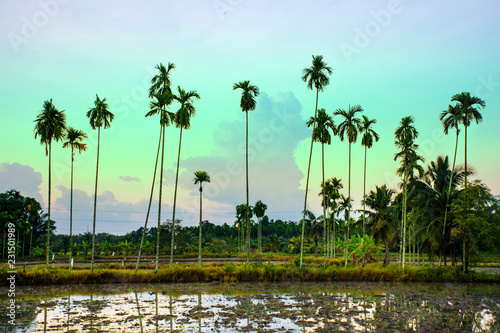 Landscape view of coconut tree with sunset light, Row of palm tree with shadow on water, Coconut tree in rice field on dawn sky, Beautiful nature view in rural, Peaceful place for relaxing, Quiet © Nuttapon