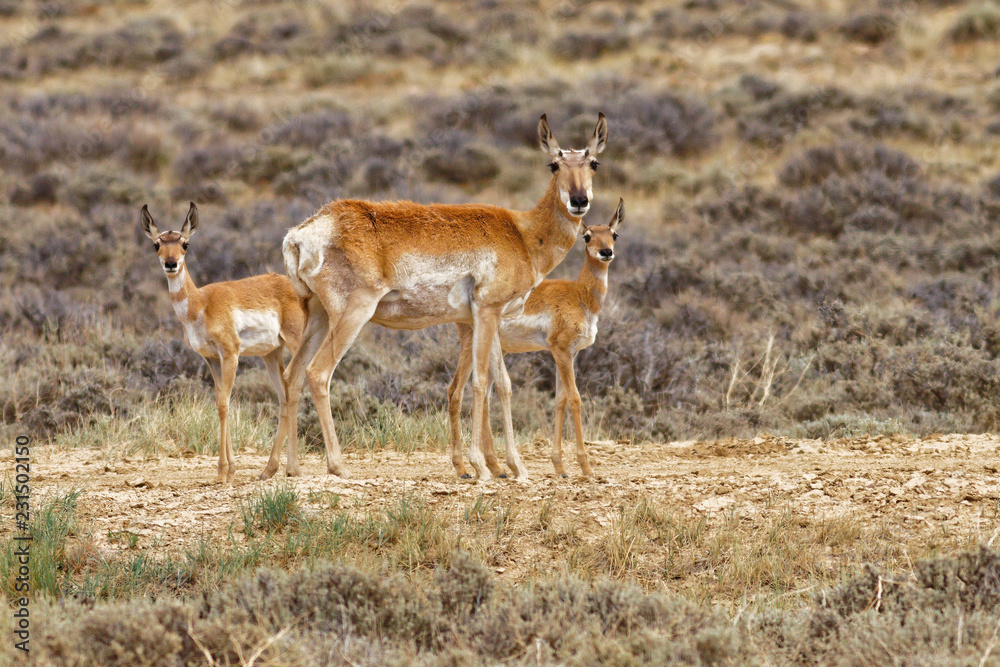 Fototapeta premium Pronghorn Family