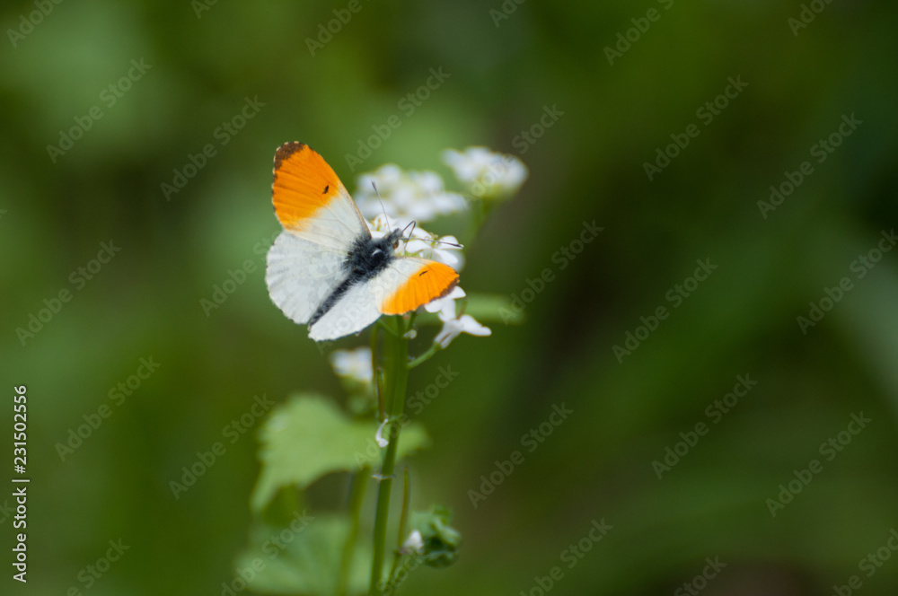 An orange and white butterfly (Anthocharis cardamines) searching for nectar An orange and white butterfly (Anthocharis cardamines) searching for nectar
