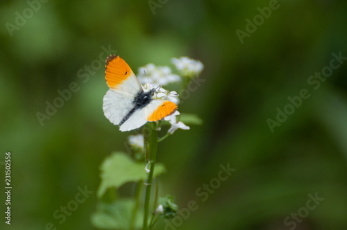An orange and white butterfly (Anthocharis cardamines) searching for nectar