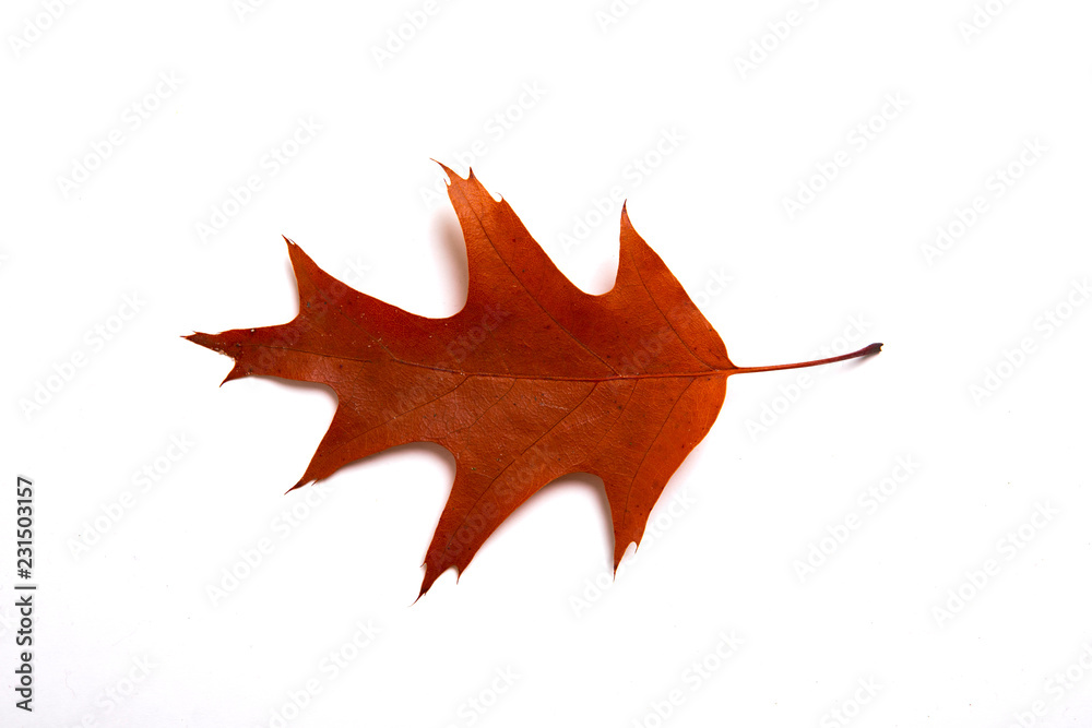 einzelne Herbstblätter auf weißem Hintergrund einzelne Herbstblätter auf weißem Hintergrund