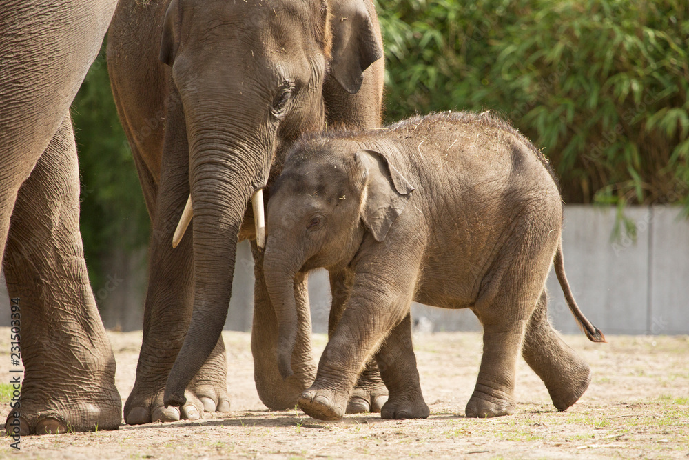 Naklejka premium Baby Aziatische olifant speelt bj oeder in de buurt