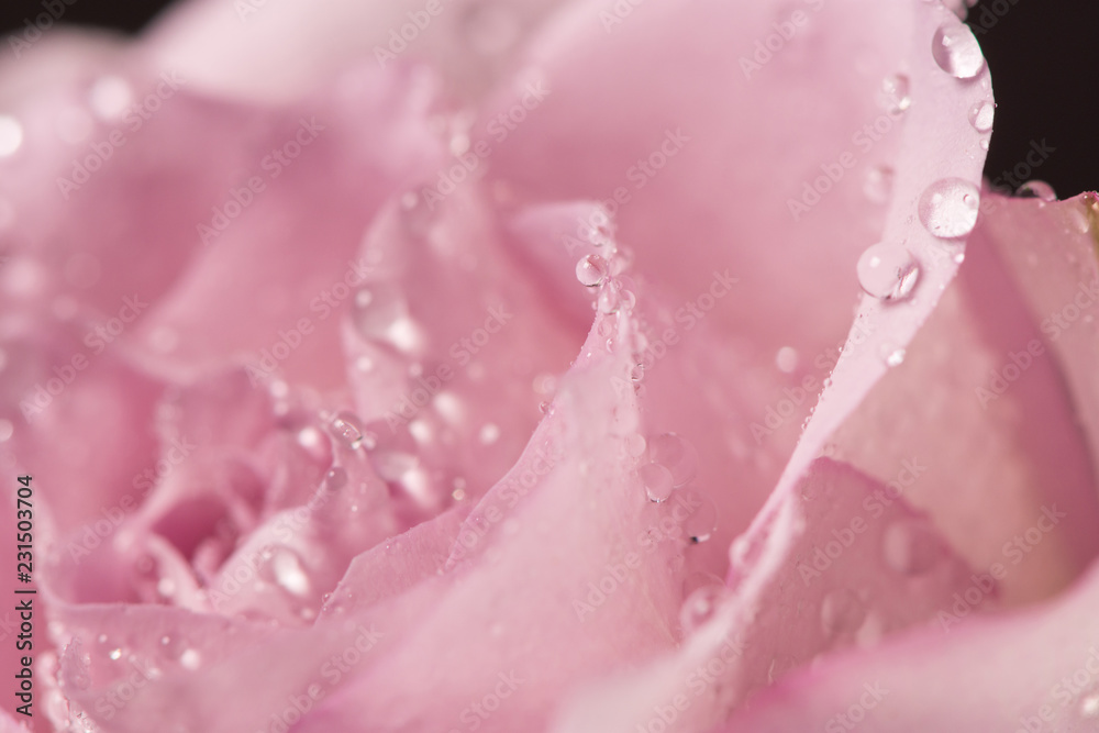 Fototapeta premium Beautiful rose bud with drops on a black background