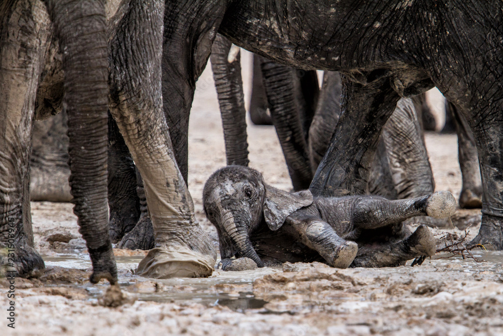 Fototapeta premium Baby Elephant playing in the mud on a dirt road in Etsha Ntional Park in Namibia