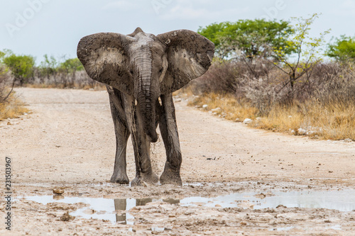 Elephant taling a bath in the mud on a dirt road in Etsha Ntional Park in Namibia © henk bogaard