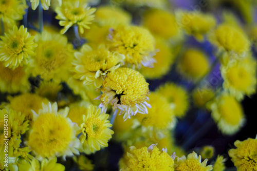 Fototapeta Naklejka Na Ścianę i Meble -  Yellow flowers in the focal point to blur. Suitable for vintage style.