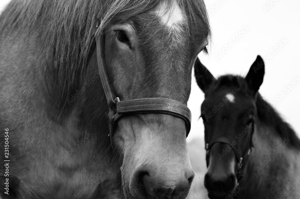 Obraz premium Portrait horses mother & child