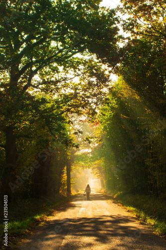 Fototapeta Naklejka Na Ścianę i Meble -  A backpacker women in the forest on a road with yellow sunrise 