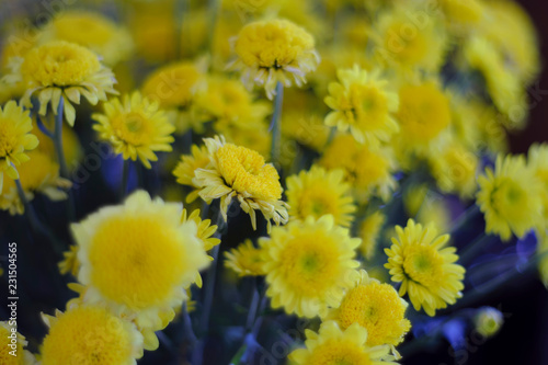 Fototapeta Naklejka Na Ścianę i Meble -  Yellow flowers in the focal point to blur. Suitable for vintage style.
