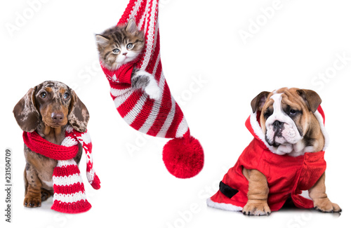 Fototapeta Naklejka Na Ścianę i Meble -  New Year's puppy, Christmas dog dachshund