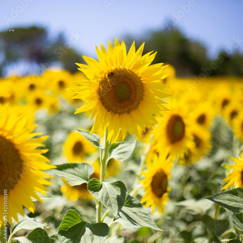 beautiful yellow sunflower  tuscany rural lands