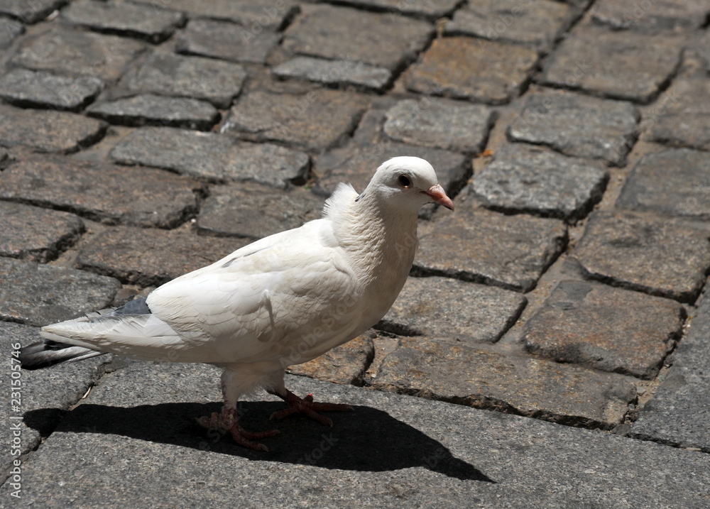 Fototapeta premium White dove in the square of the ancient city of Cadiz