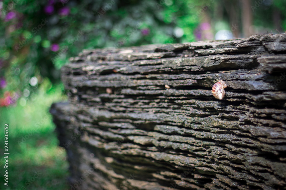Fototapeta premium firewood in the forest