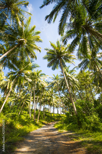 Beautiful landscape with a pathway surrounded by green palm trees  Phuket  Thailand.