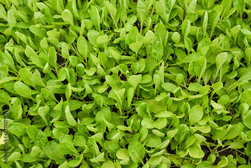 Green young organic vegetable seeding in the nursery before moving to prepared ground.
