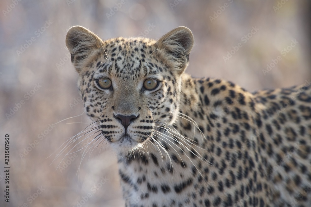 Leopard Leopard