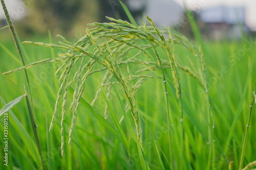 green grass in the wind