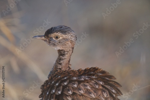 Red-crested Koorhaan or Bustard photo