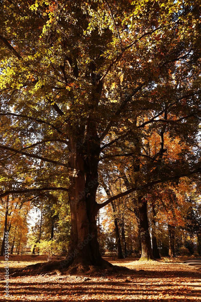 Obraz premium Beautiful big tree with colorful leaves in autumn park