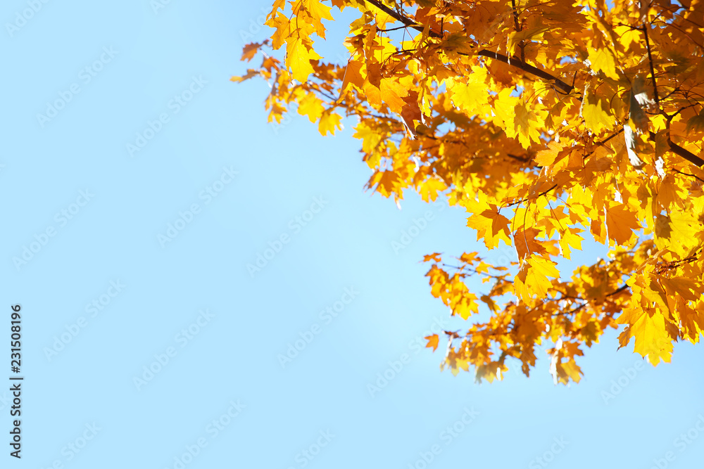 Branches with autumn leaves against blue sky on sunny day. Space for text Branches with autumn leaves against blue sky on sunny day. Space for text