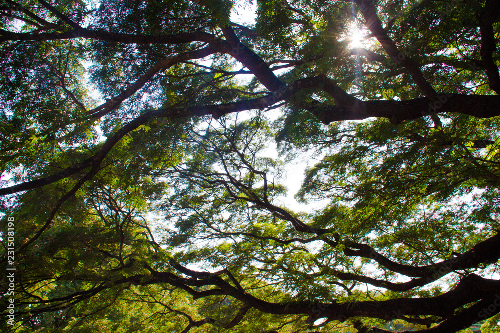 Obraz premium tree in the forest