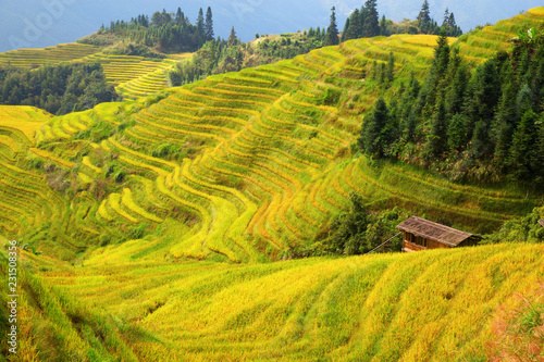 Longji Rice Terraces photo