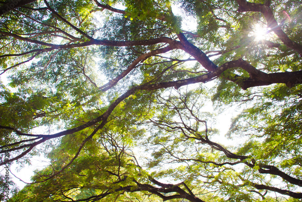 Fototapeta premium tree with green leaves