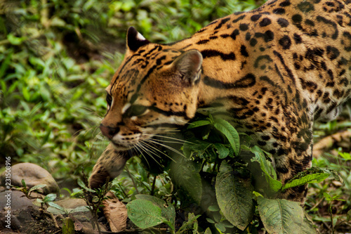 Jaguar closeup walking inside a zoo cage puyo ecuador