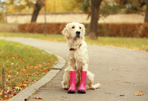 Funny Labrador Retriever wearing rubber boots in beautiful autumn park