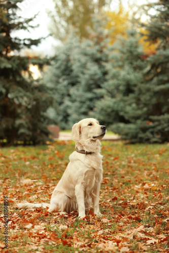 Fototapeta Naklejka Na Ścianę i Meble -  Funny Labrador Retriever in beautiful autumn park