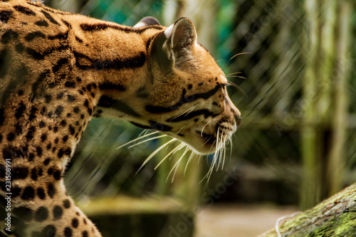 Jaguar closeup walking inside a zoo cage puyo ecuador photo