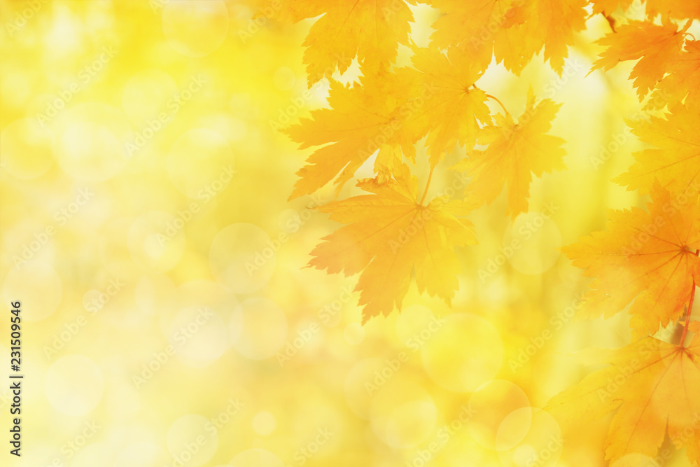 Blurred autumn background with yellow maple leaves Blurred autumn background with yellow maple leaves