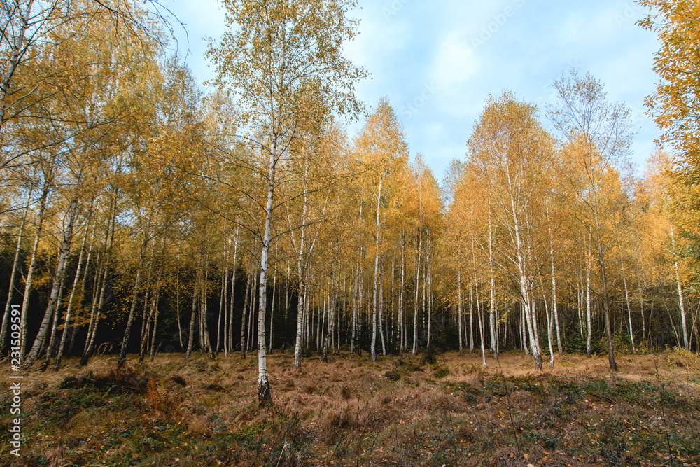 Fototapeta premium colorfull trees in the forest
