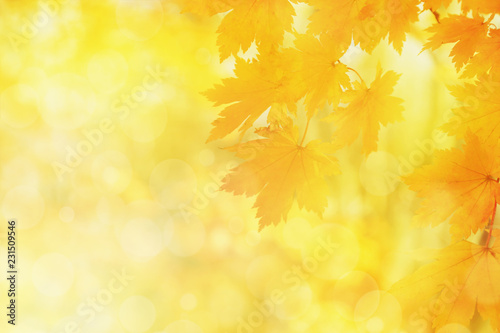 Blurred autumn background with yellow maple leaves