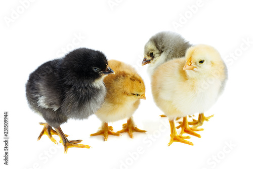 Orange, yellow,gray and black chickens