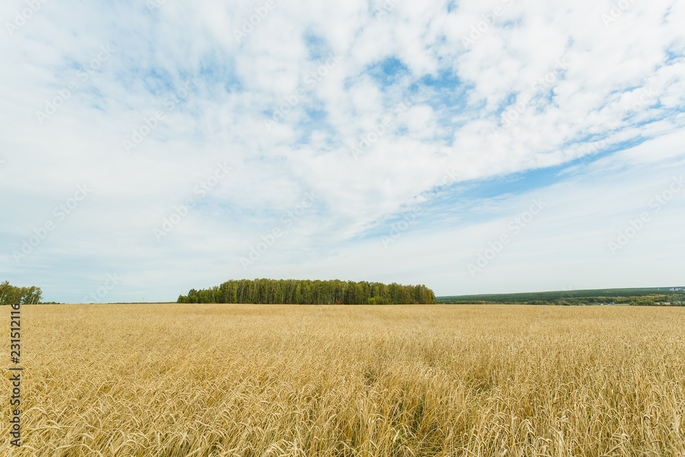 Field of golden wheat and blue sky with clouds