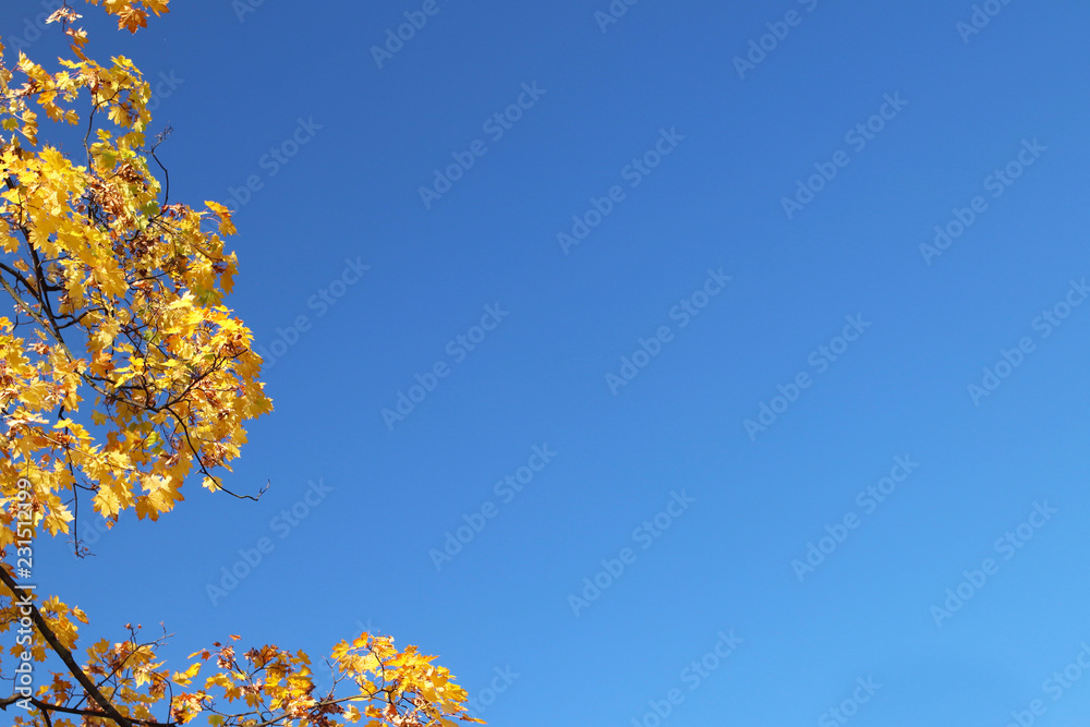 Autumn greeting card with blue background and yellow autumn branches. Copispeses for the inscription. Yellow autumn leaves on the branches of a Japanese gingo tree against the blue sky. Autumn greeting card with blue background and yellow autumn branches. Copispeses for the inscription. Yellow autumn leaves on the branches of a Japanese gingo tree against the blue sky.