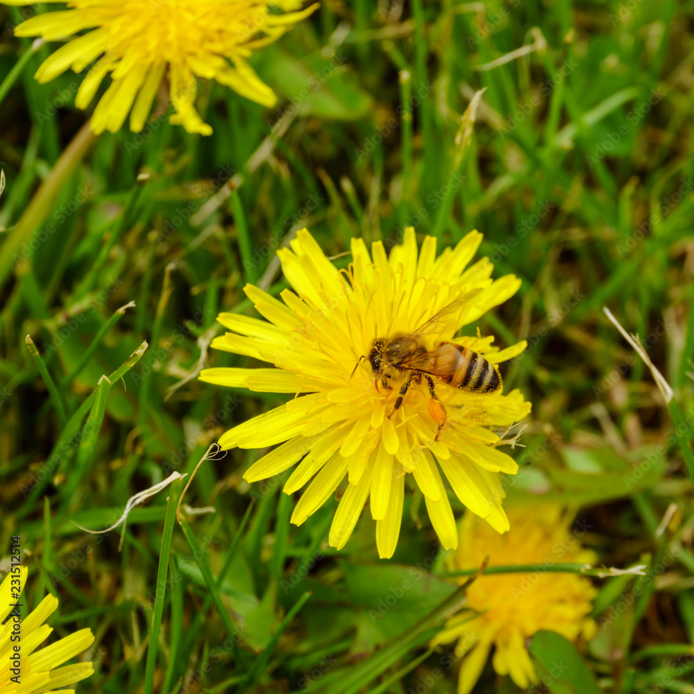 a bee pollinating a dandelion a bee pollinating a dandelion