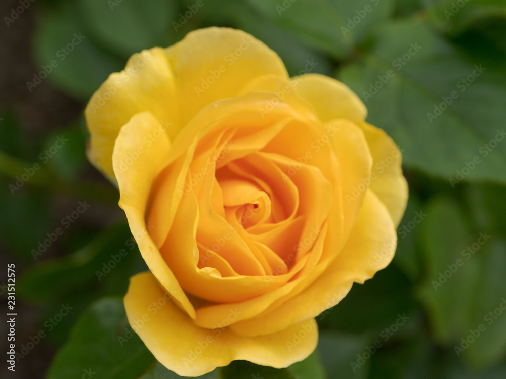 Bloomed yellow rose with green leaves Bloomed yellow rose with green leaves
