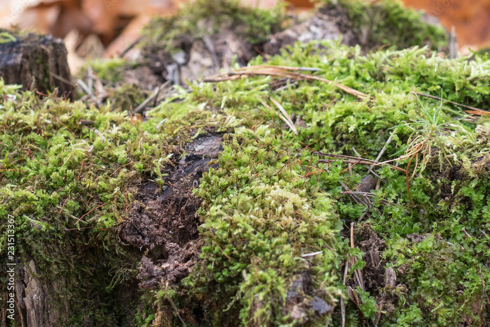 Old stump, moss, fir cones in the autumn forest. Old stump, moss, fir cones in the autumn forest.