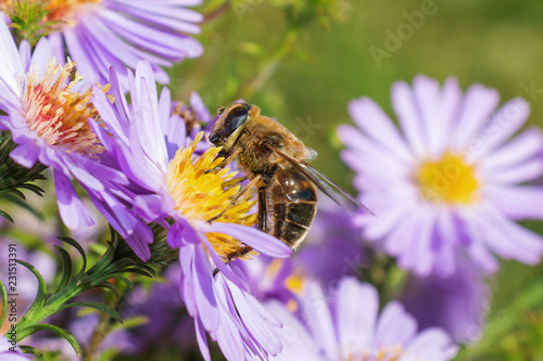 Honey bee on blue aster © Dmitry