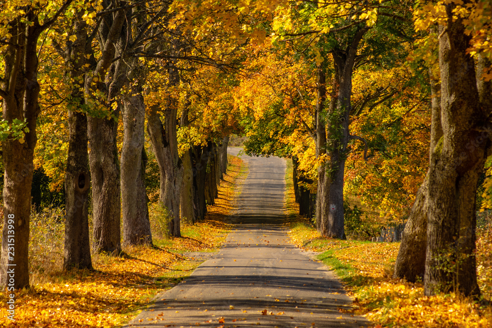 Autumn landscape road with colorful trees . Bright and vivid autumn foliage with country road - obrazy, fototapety, plakaty 