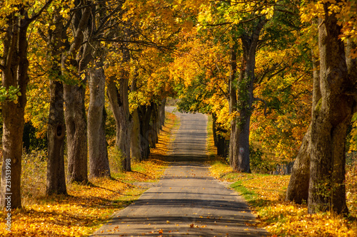 Autumn landscape road with colorful trees . Bright and vivid autumn foliage with country road