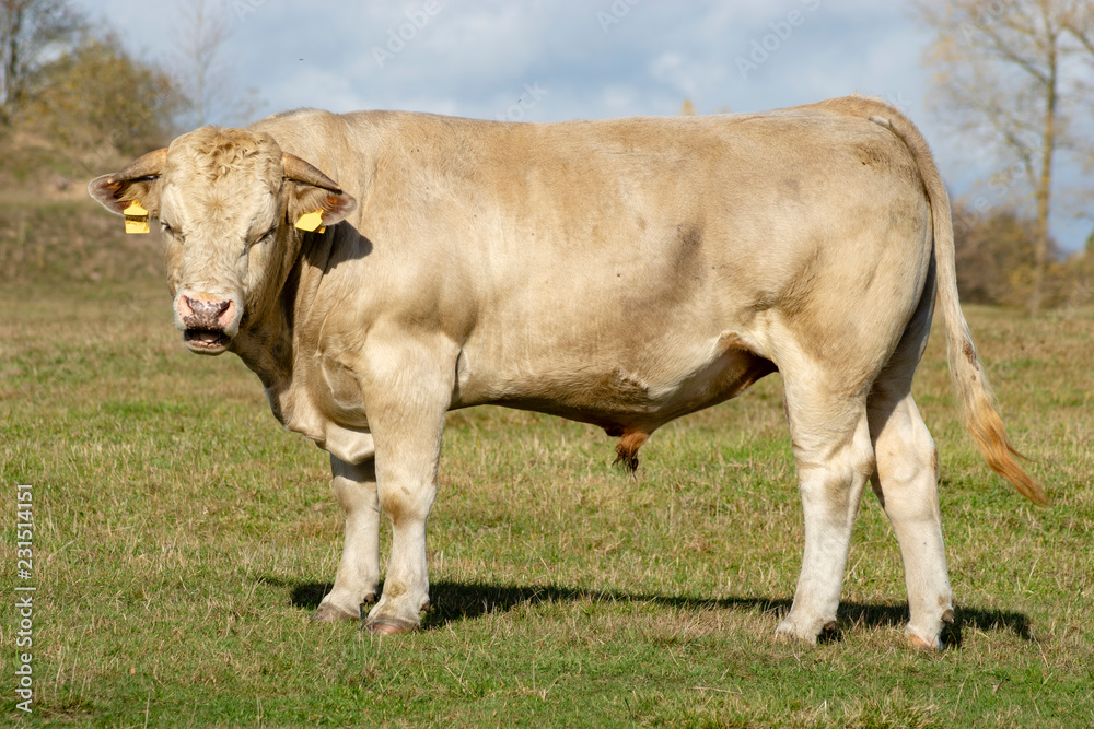 Charolais bull on an autumn pasture