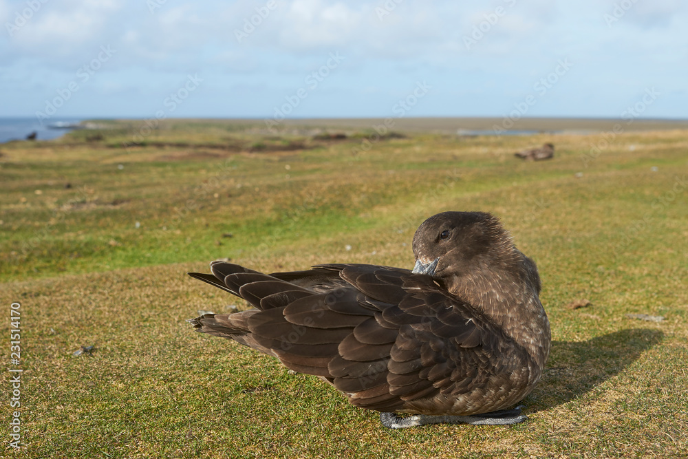 Obraz premium Falkland Skua (Catharacta antarctica) sitting on a grass track on Bleaker Island in the Falkland Islands.