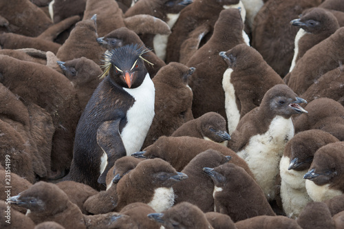 Adult Rockhopper Penguin (Eudyptes chrysocome) standing amongst a large group of nearly fully grown chicks on the cliffs of Bleaker Island in the Falkland Islands. © JeremyRichards